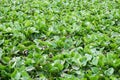 Water Hyacinth green a lot in river