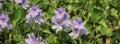 Water hyacinth growing at the shore of Lake Begnas