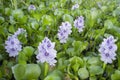 Water hyacinth, Highly problematic invasive specie