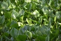 Water hyacinth in india or indian hyacinth Royalty Free Stock Photo