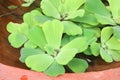 Water hyacinth or Water Lettuce