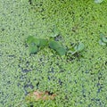 Water hyacinth is a major freshwater weed in most of the frost-free regions of the world and is generally regarded