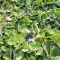 Water hyacinth is a major freshwater weed in most of the frost-free regions of the world and is generally regarded.