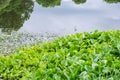 Water Hyacinth many green in river Royalty Free Stock Photo