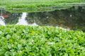 Water Hyacinth many green in river Royalty Free Stock Photo