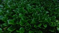 water hyacinth in musi River of Palembang south Sumatera