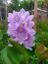 Water hyacinth in natural water sources. Selective focus purple Water hyacinth flower. Royalty Free Stock Photo