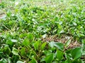 Water hyacinth plant floating cover Chaopraya river, Bangkok, Thailand. Environment concept Royalty Free Stock Photo