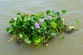 Water hyacinth plant floating on a river