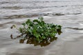 Water Hyacinth Plant in a River in Sarawak Borneo Malaysia Royalty Free Stock Photo