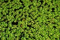 Water hyacinth plants