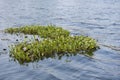 Water hyacinth plants in flower floating as mass on a lake surface Royalty Free Stock Photo