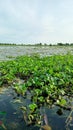 Water hyacinth plants that grow in swamp areas Royalty Free Stock Photo