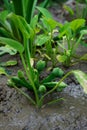 Water hyacinth plants grow well in rice fields Royalty Free Stock Photo