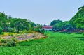 The water hyacinth plants on Kuang River and Kua Mung Tha Sing bridge, Lamphun, Thailand