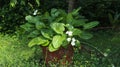 Water hyacinth plants in pots