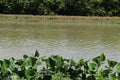 Water hyacinth plants in the river. Royalty Free Stock Photo