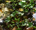 Water hyacinth plants Royalty Free Stock Photo