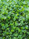 Water Hyacinth in a Pond Royalty Free Stock Photo