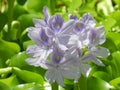 Water hyacinth Pontederia crassipes flower, Botanical Gardens, Reunion