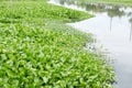 water hyacinth Royalty Free Stock Photo