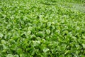 water hyacinth Royalty Free Stock Photo