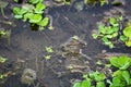 water hyacinth in rice fields