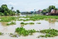 Water hyacinth in river Royalty Free Stock Photo