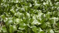 Water hyacinth in the river teture background