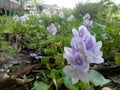 water hyacinth stranded on plantations due to flooding Royalty Free Stock Photo