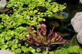Water Hyacinth, Trumpet Pitcher Plants and Lily pads in a pond