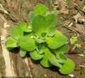 Crowd water hyacinth in a soil Royalty Free Stock Photo