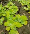 Crowd water hyacinth in a soil Royalty Free Stock Photo