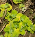 Crowd water hyacinth in a soil Royalty Free Stock Photo