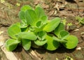 Crowd water hyacinth in a soil Royalty Free Stock Photo