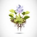 Water Hyacinth -