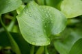 Water hyacinth with water droplets Royalty Free Stock Photo