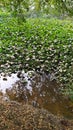 Water hyacinth (E. crassipes) in a pond. Royalty Free Stock Photo