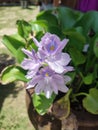 Water hyacinth & x28;Latin name: Pontederia crassipes or Eichornia crassipes& x29; is a type of floating aquatic plant.