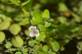 Water hyssop