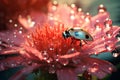 Water insect flower ladybug ornamental head garden macro summer daisy red plant nature Royalty Free Stock Photo