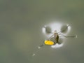 The Water Insect Light around Perched on Old Leaf Royalty Free Stock Photo