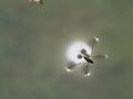 The Water Insect Light around Perched on Old Leaf Royalty Free Stock Photo