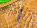 Water Insect Perched on Water Flow Royalty Free Stock Photo