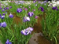 The water Iris Suigo Sawara