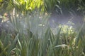 The water irrigation system for the bushes Royalty Free Stock Photo