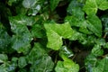Water on ivy Royalty Free Stock Photo