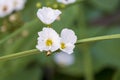 water jasmine or Echinodorus palaefolius blooming in the garden Royalty Free Stock Photo