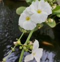 Water Jasmine (Echinodorus Palaefolius) Royalty Free Stock Photo