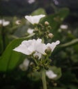 Water Jasmine flower is a plant that is very beautiful and freshens the air Royalty Free Stock Photo